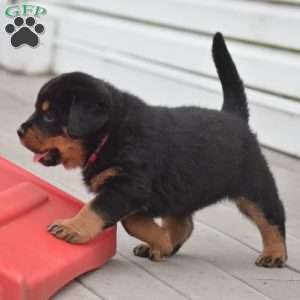 Adina, Rottweiler Mix Puppy